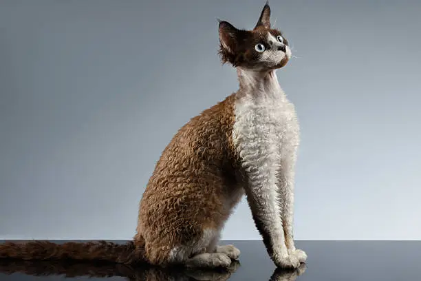 Funny Devon Rex Sits in Profile view on Gray background