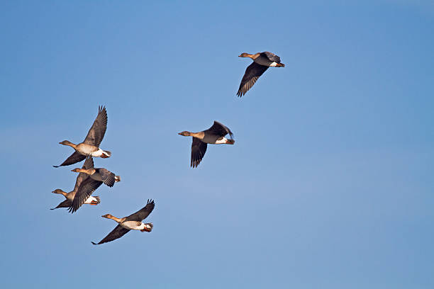 Bean Geese Six flying Bean Geese ( Anser serrirostris) in a blue sky anser fabalis stock pictures, royalty-free photos & images