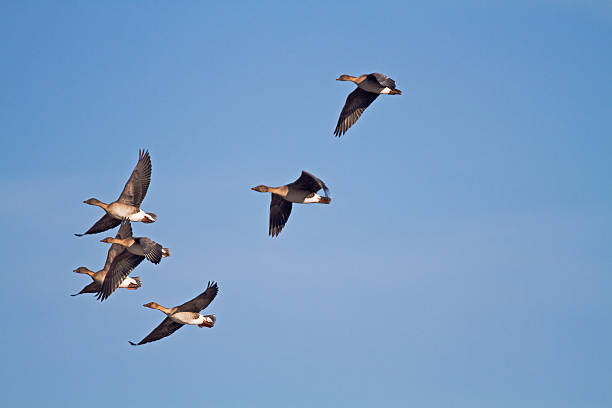 fasola gęsi - bird animal flock of birds number 6 zdjęcia i obrazy z banku zdjęć