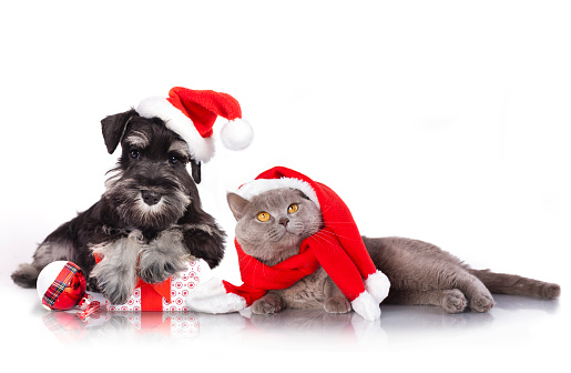 dog and cat Christmas  wearing a santa hat