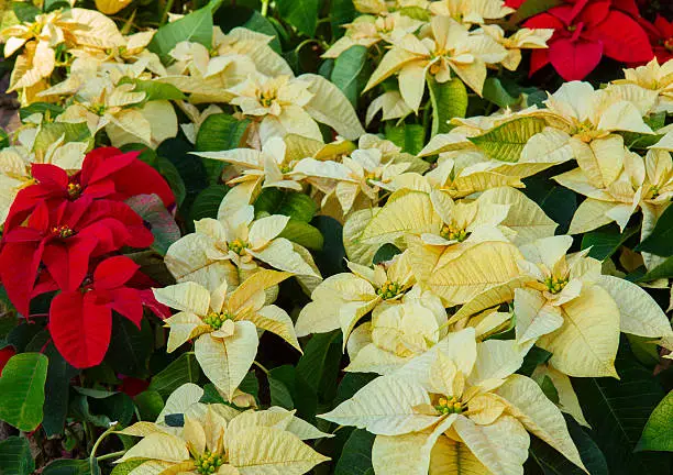 Flowerbed of fresh red and white Poinsetia flowers