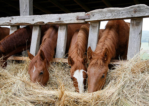 istock Thoroughbred horses in the paddock eating dry grass 497311930
