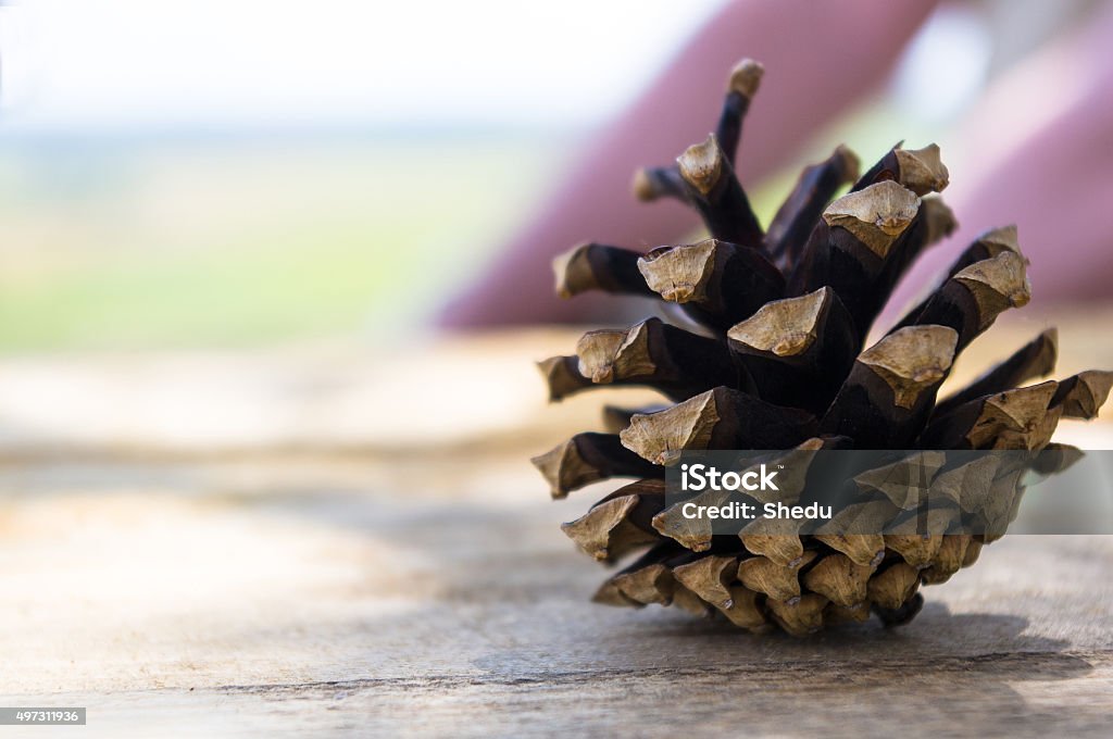 open pine cone an open pine cone on a colored background 2015 Stock Photo