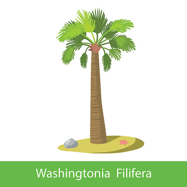 ilustrações de stock, clip art, desenhos animados e ícones de washingtonia filifera rapaz árvore - palm tree washingtonia tree silhouette