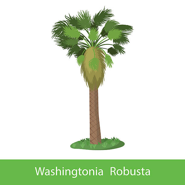 washingtonia ロブスタカットイラスト、ツリー - palm tree washingtonia tree silhouette点のイラスト素材／クリップアート素材／マンガ素材／アイコン素材