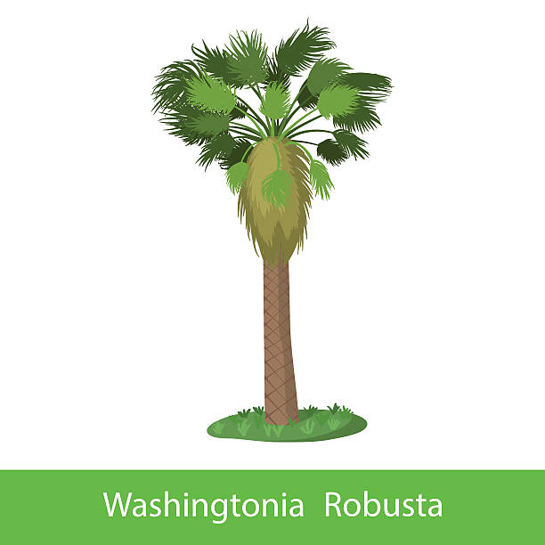 ilustrações de stock, clip art, desenhos animados e ícones de washingtonia robusta rapaz árvore - palm tree washingtonia tree silhouette
