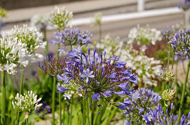 istock Set of garden flowers 497314964