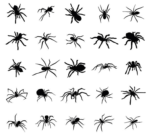 ilustraciones, imágenes clip art, dibujos animados e iconos de stock de conjunto de siluetas de araña - white background colors striped part of