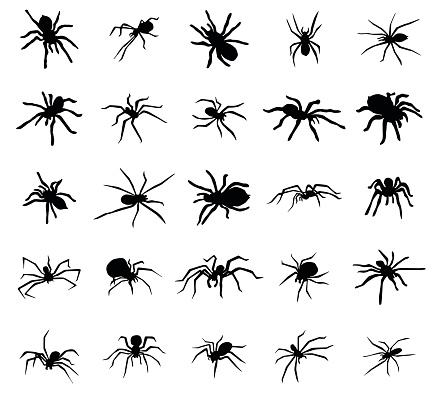 Spider silhouettes set isolated on white background