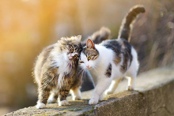 zwei freundliche katzen - miauen stock-fotos und bilder