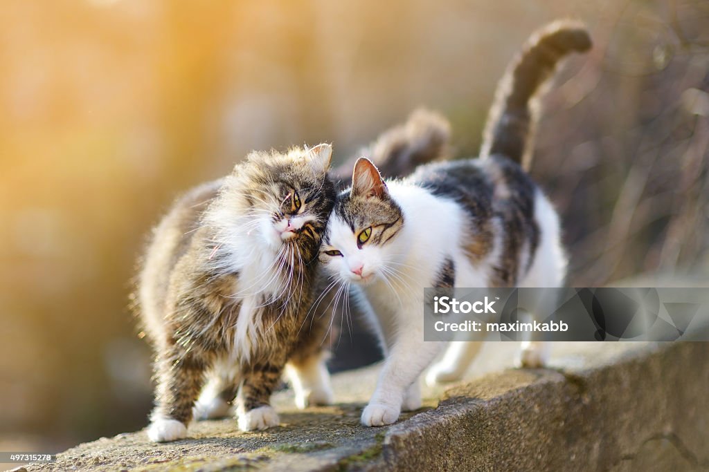 Two friendly cats Two friendly cats on spring Domestic Cat Stock Photo