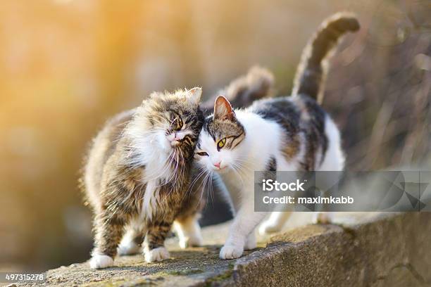 Two Friendly Cats Stock Photo - Download Image Now - Domestic Cat, Two Animals, Friendship