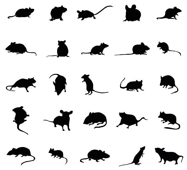 Mouse silhouettes set Mouse silhouettes set isolated on white background mouse animal stock illustrations