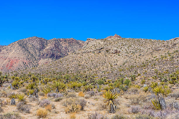 istock Red Rock Canyon panoramic, Mojave Desert, Nevada, USA 497315354