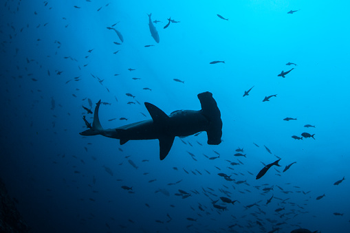 A Scalloped hammerhead shark cruises through deep water near Cocos Island, Costa Rica. Massive schools of fish and sharks are common around this area off the Pacific coast of Costa Rica.