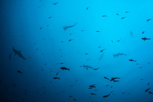 istock Hammerhead Sharks and Fish in Blue Water 497316402