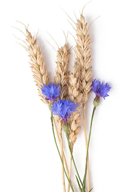 Bunch of cornflowers and wheat on a white background
