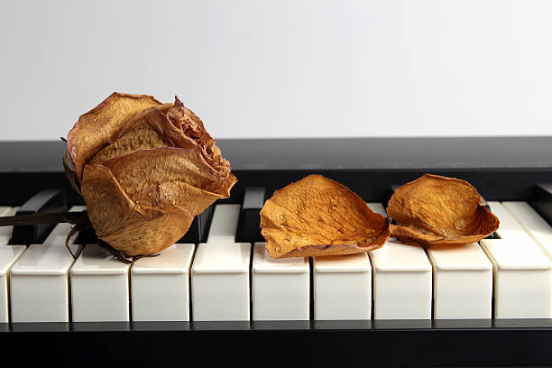 istock dried rose with water drops on piano 497317784