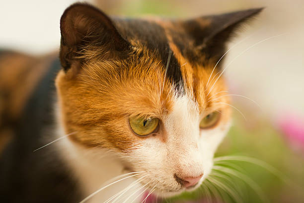 istock Close up of a cat 497319246