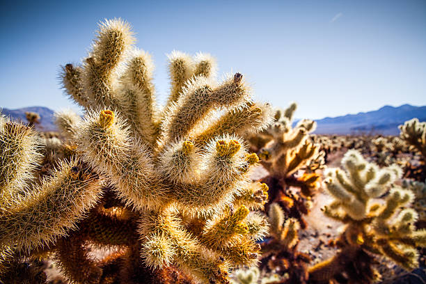 istock Cholla Cactus Garden, Joshua Tree National Park 497319574