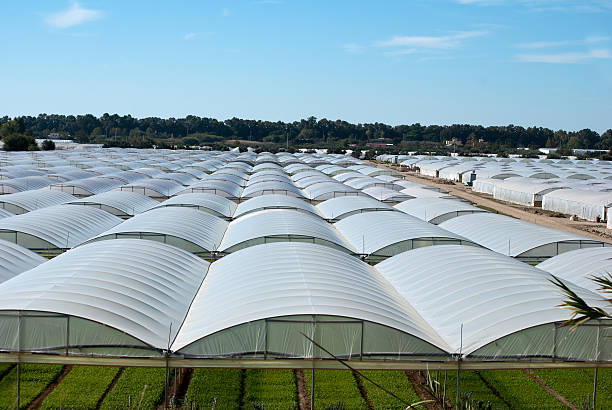 istock Field of greenhouse 497320044