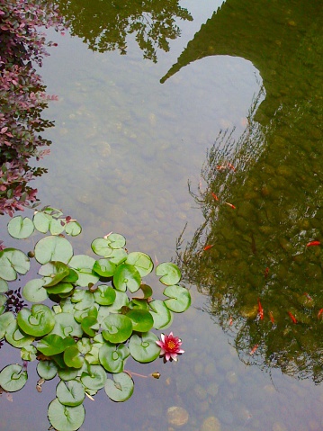Pink Lotus Water Lilly with Goldfish 