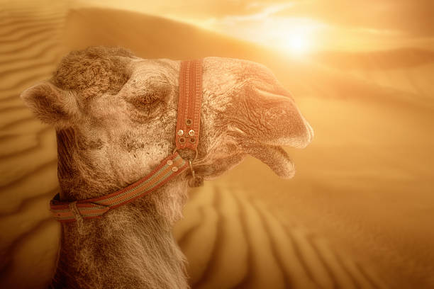 istock Desert landscape with camel. Sand, camel and sunset. 497320500