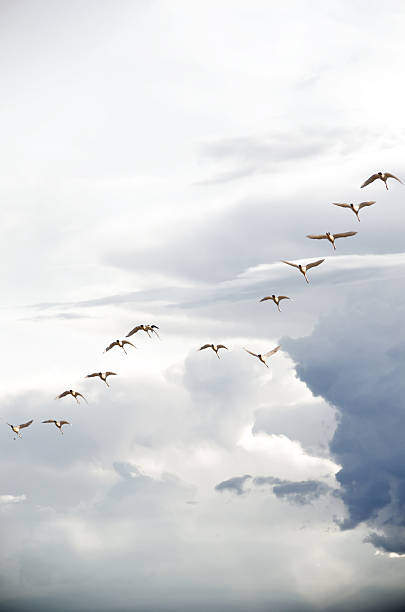 istock Small flock of Tundra Swans flying into storm clouds 497321092