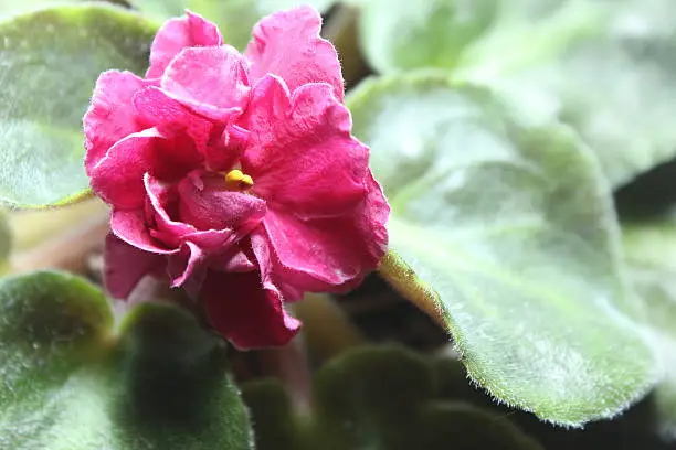 Potted flowers of red and purple velvet leaves.