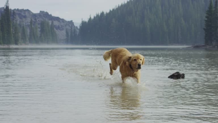 Golden Retriever dog fetching a stick in water