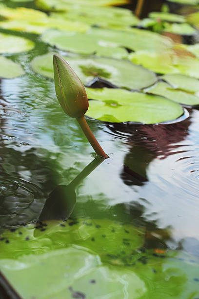 istock Purple Lotus - purple flowers. 497340231