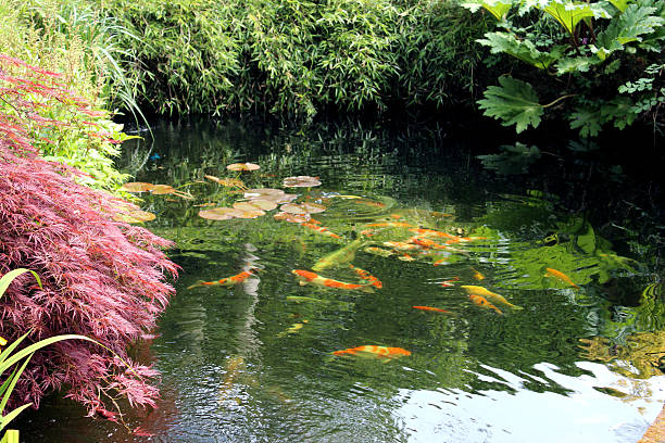 istock Image of garden pond with koi carp, golf fish, plants 497340457