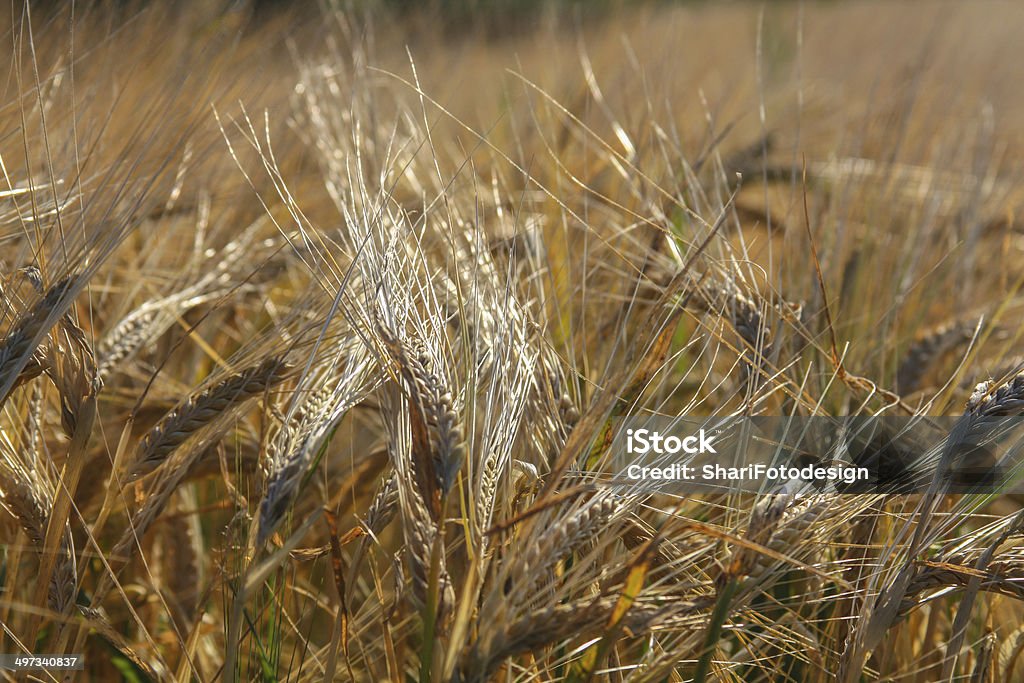 Getreide -1 - 小麦ふすまのロイヤリティフリーストックフォト