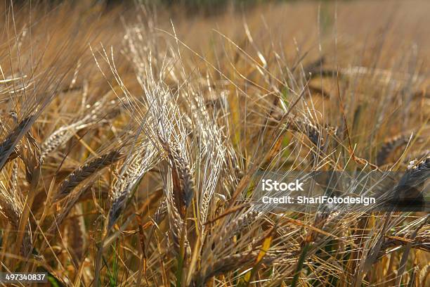 Getreide 1 - 小麦ふすまのストックフォトや画像を多数ご用意 - 小麦ふすま, スペルト小麦, オーガニック
