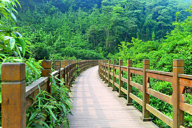 Wooden bridge extension to the forest, tourism background