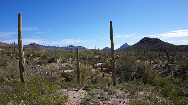 Scenic inside the Arizona-Sonora Desert Museum
