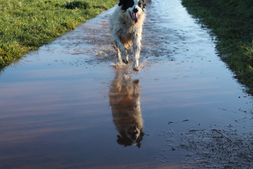 Reflection in water as a dog runs through a flooded pathway
