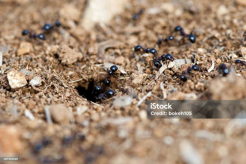 ants close up of an anthill Animal Stock Photo