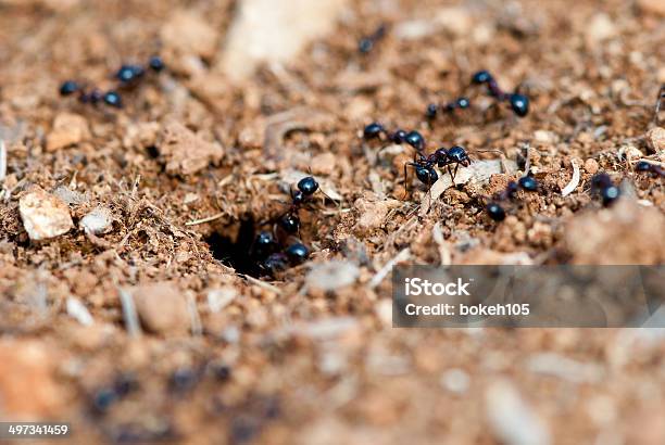 Ants Stock Photo - Download Image Now - Animal, Animal Wildlife, Animals In The Wild