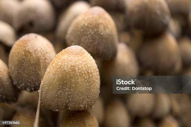 Funghi In Giardino - Fotografie stock e altre immagini di Agricoltura - Agricoltura, Aiuola, Alimentazione sana