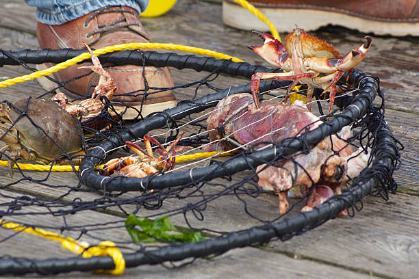 Crab Ring with Red Rock Crabs, a Dungeness Crab and bait on a pier at Newport, Oregon.