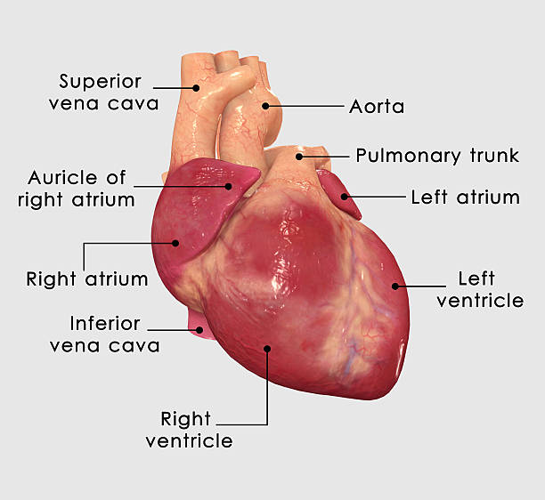 menschliches herz mit label versehen - herzkammer stock-fotos und bilder