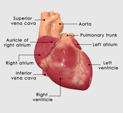 The heart is a hollow muscular organ that pumps blood throughout the blood vessels to various parts of the body by repeated, rhythmic contractions.