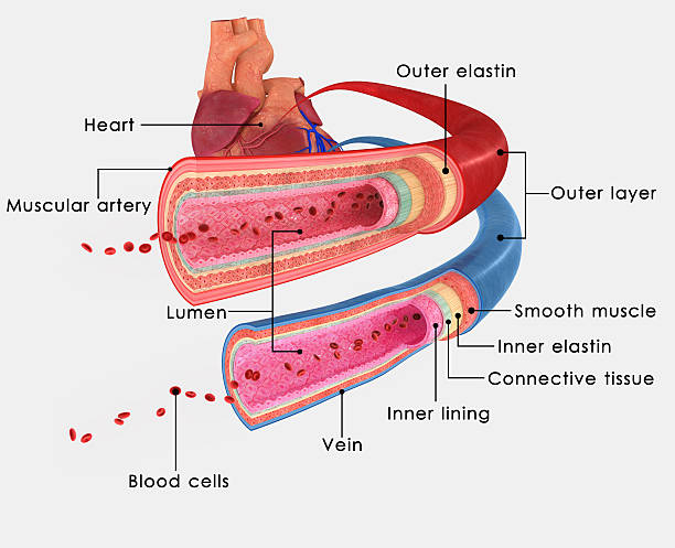 die blutgefäße mit aufschrift - human cardiovascular system human heart human vein blood flow stock-fotos und bilder