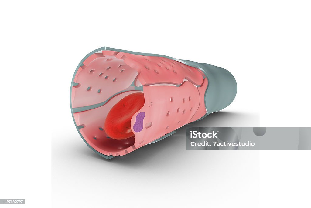 Capilares - Foto de stock de Anatomía libre de derechos