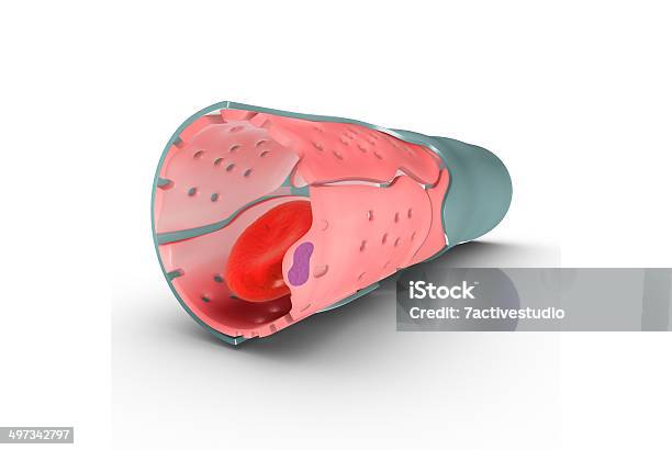 Capilares Foto de stock y más banco de imágenes de Anatomía - Anatomía, Arteria humana, Arteriolas