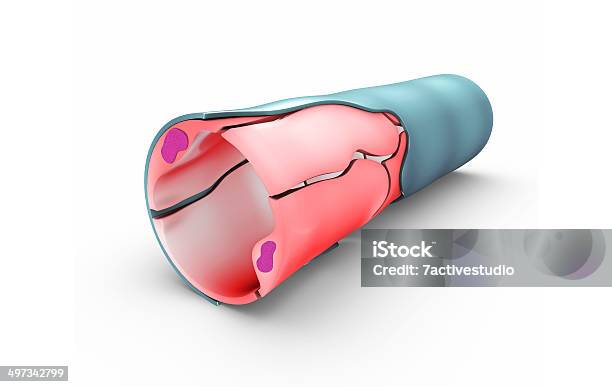 I Capillari - Fotografie stock e altre immagini di Anatomia umana - Anatomia umana, Arteria umana, Arteriola