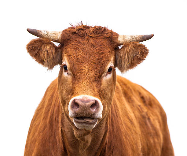 Funny Portrait of a Cow Happy Cow Portrait. A Farm Animal Grown for Organic Meat on a White Background snout stock pictures, royalty-free photos & images