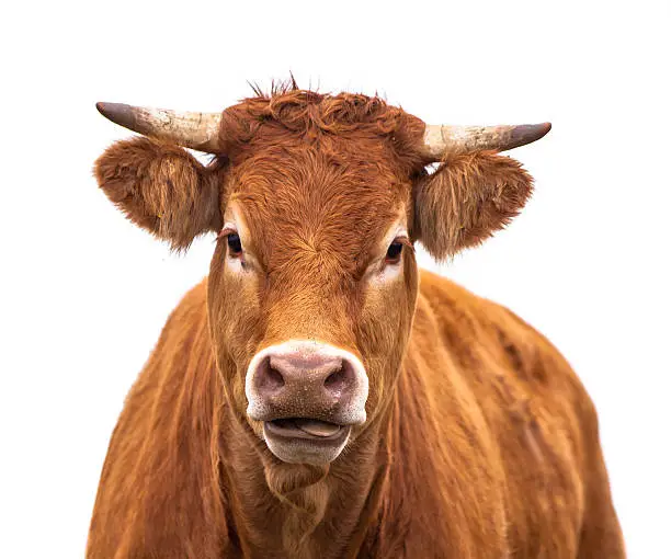 Happy Cow Portrait. A Farm Animal Grown for Organic Meat on a White Background