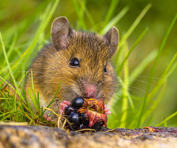 istock frontal view of Wild mouse eating blackberry 497343564